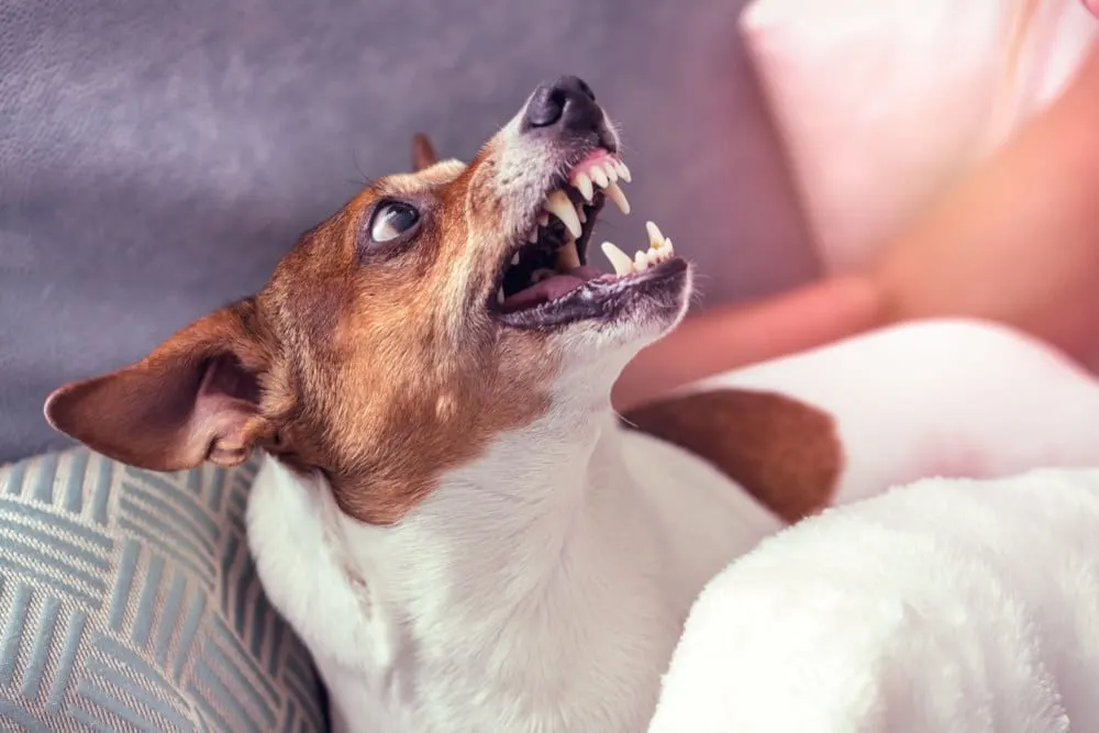 How to Prevent a Dog Bite!