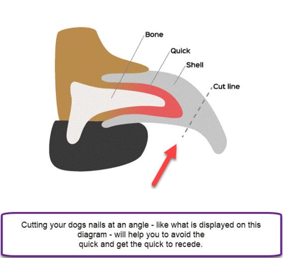 Diagram showing an overgrown dog nail with the quick visible, illustrating a grudge left to fester too long
