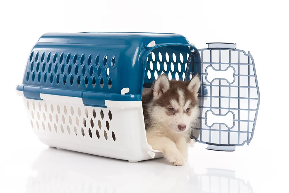 Puppy in Carrier -How to Hide a Dog Crate – 5 Unique Ways