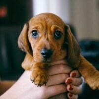Dachshund puppy being held up in human hands
