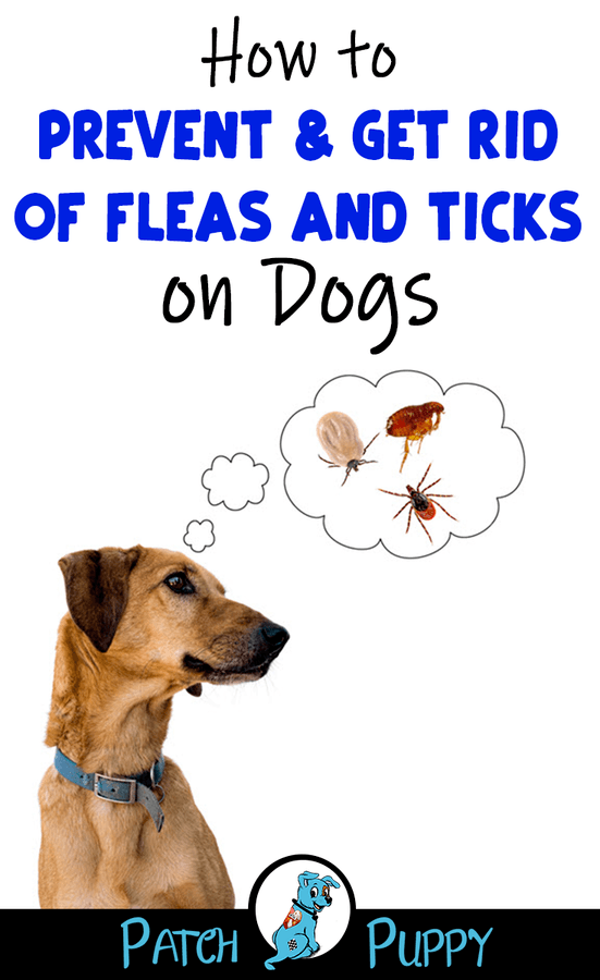 How to Prevent & Get Rid of Fleas and Ticks on Dogs
