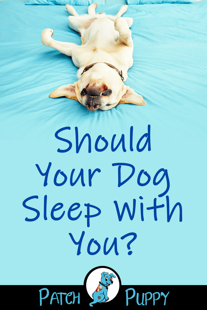 Should Our Dogs Share Our Bed The Pros and Cons of Cosleeping