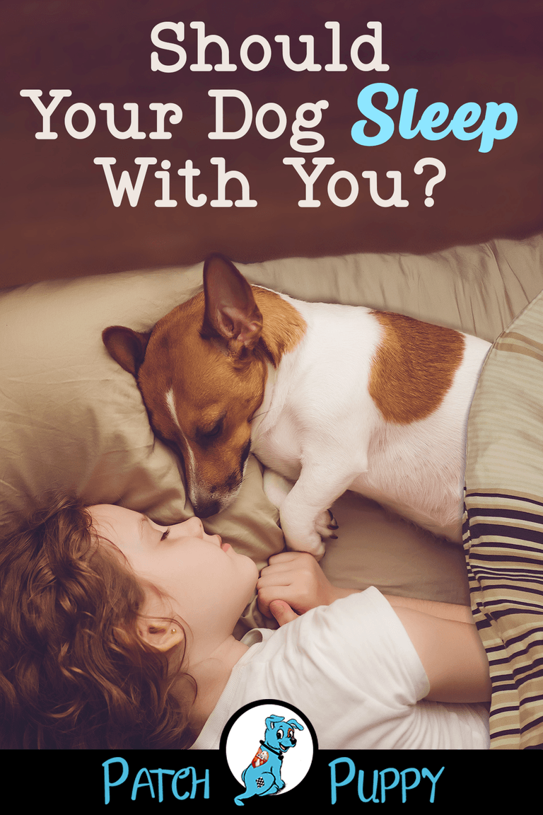 Should Our Dogs Share Our Bed The Pros and Cons of Cosleeping