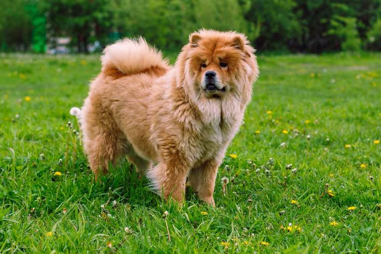 Image showcasing 10 Dog Breeds That Need Little Exercise - PatchPuppy.com