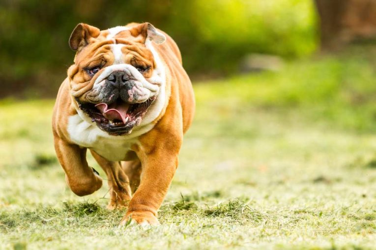 Image showcasing 10 Dog Breeds That Need Little Exercise - PatchPuppy.com