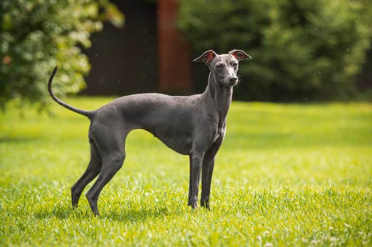 Small Puppy Breeds For Minimal Exercise photo