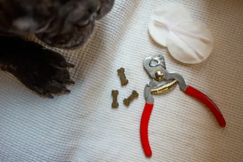 dog with black nails waiting for a trim