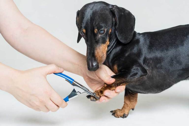 How to Trim Dog Nails that are Black