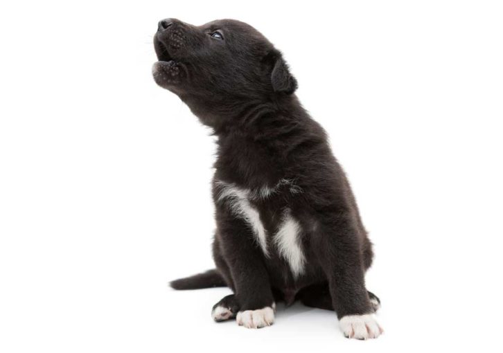 7 Simple Steps for Crate Training a Puppy the First Night