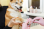 filing a dog's nails