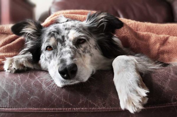 Image showcasing Dog Chocolate Poisoning Timeline - PatchPuppy.com