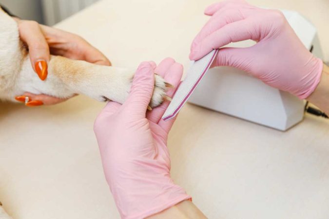 3 Ways Of Filing Dogs Nails Instead Of Clipping Them Video PatchPuppy