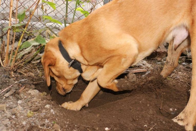 Why Do Dogs Dig Holes And Lay In Them PatchPuppy why-do-dogs-dig-holes-and-lay-in-them-patchpuppy