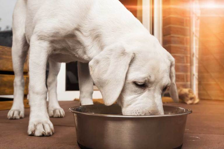 Can Dogs Eat White Rice and Chicken?
