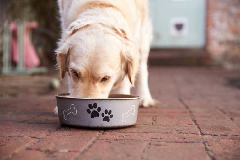 Can Dogs Eat Brown Rice?