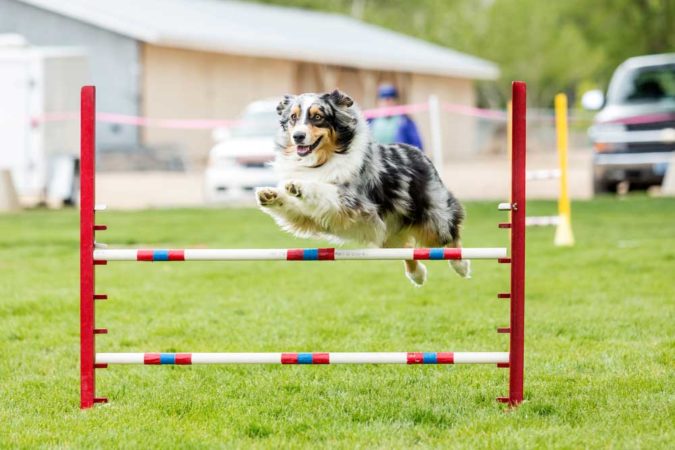 3 Types of DIY PVC Dog Agility Equipment - PatchPuppy.com