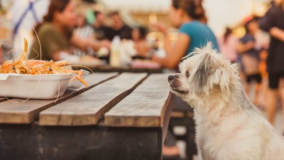 Can Dogs Eat Seafood?