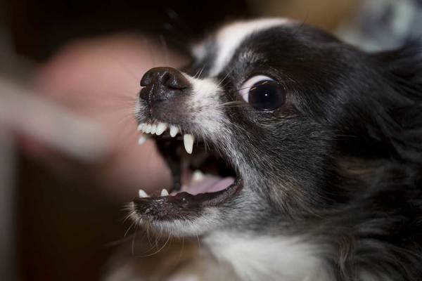 How Do I Get My Chihuahua To Stop Barking