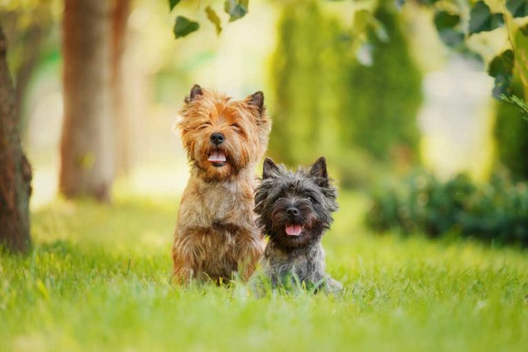 10 Dog Breeds That Hunt Mice and Rats