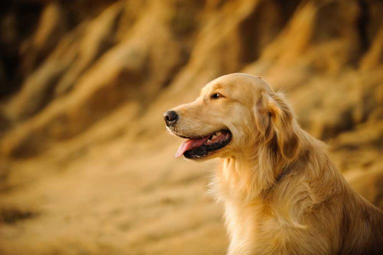 11 Dog Breeds that Get Along with Rabbits - PatchPuppy.com