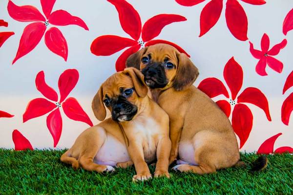 12 Dog Breeds that Get Along with Other Dogs - PatchPuppy.com