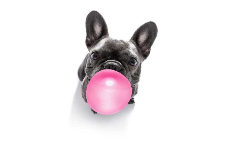 Help! My Dog Ate Bubble Gum