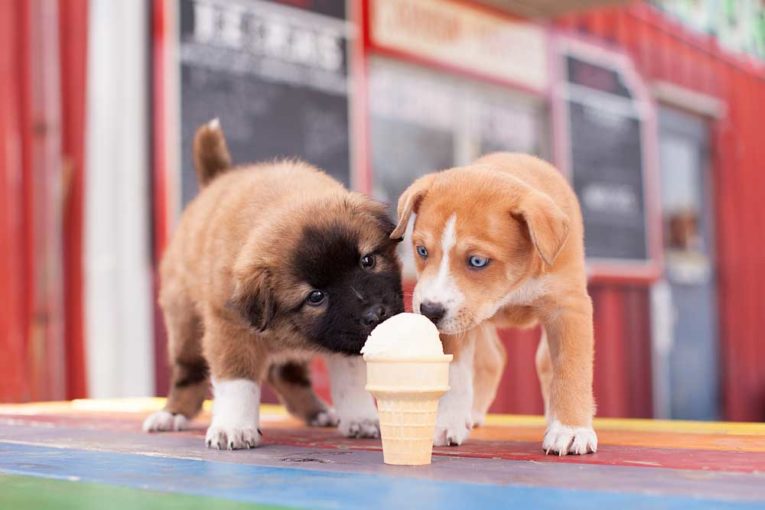 Can Dogs Eat Vanilla Ice Cream?