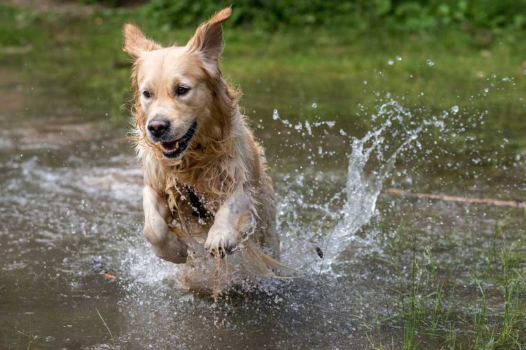 11 Dog Breeds That Like Water PatchPuppy