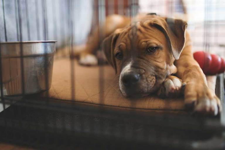 How Long Can I Leave My Dog in a Crate?