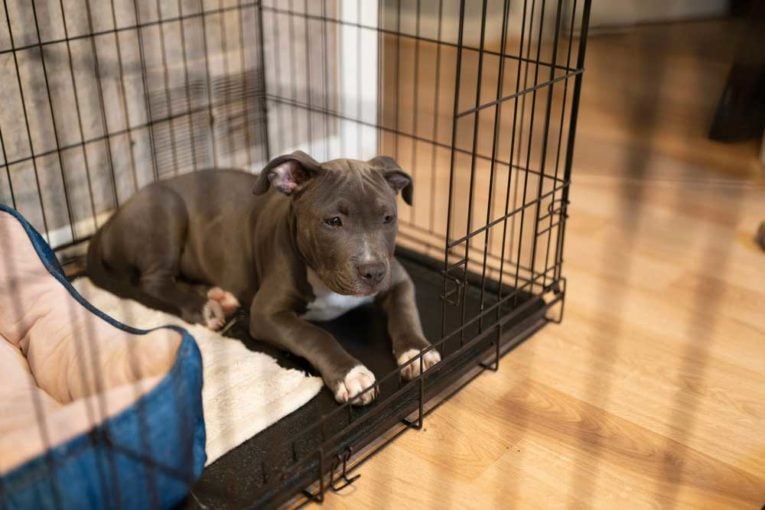 How Long Can I Leave My Dog in a Crate?