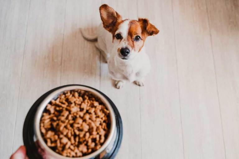 8 Home Remedies for a Sick Dog That’s Not Eating
