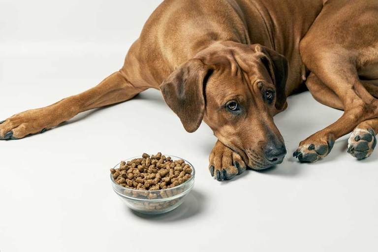 8 Home Remedies for a Sick Dog That’s Not Eating