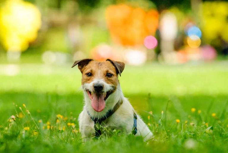 8 Home Remedies for a Sick Dog That’s Not Eating