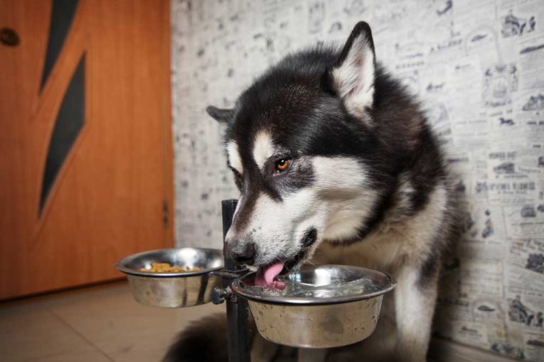 8 Home Remedies for a Sick Dog That’s Not Eating