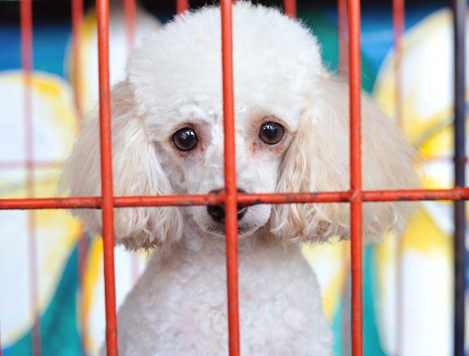 How Long Can I Leave My Dog in a Crate?