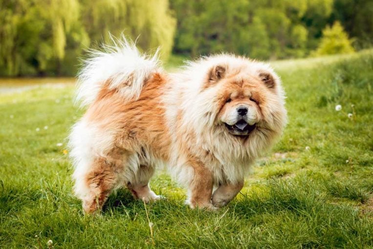 7 Dog Breeds That Look Like Lions