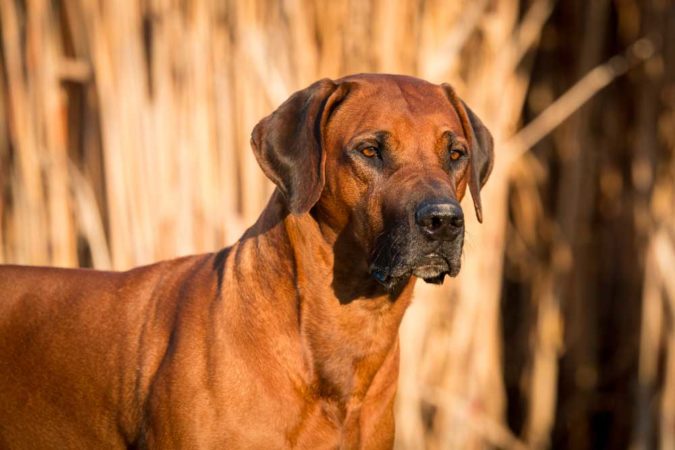 9 Dog Breeds that Make Good Guard Dogs - PatchPuppy.com