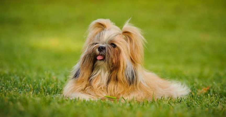 Image showcasing 9 Dog Breeds that Need Little Exercise - PatchPuppy.com