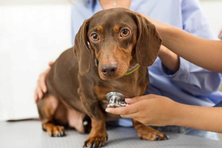 Can a Dog Recover From Poisoning?