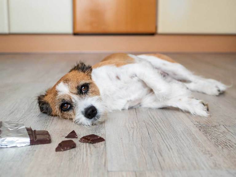 Can A Dog Recover From Poisoning PatchPuppy