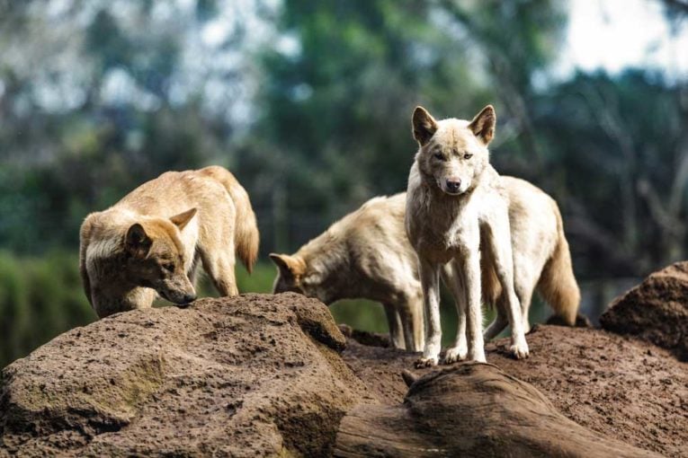What is a Dingo Dog? - PatchPuppy.com