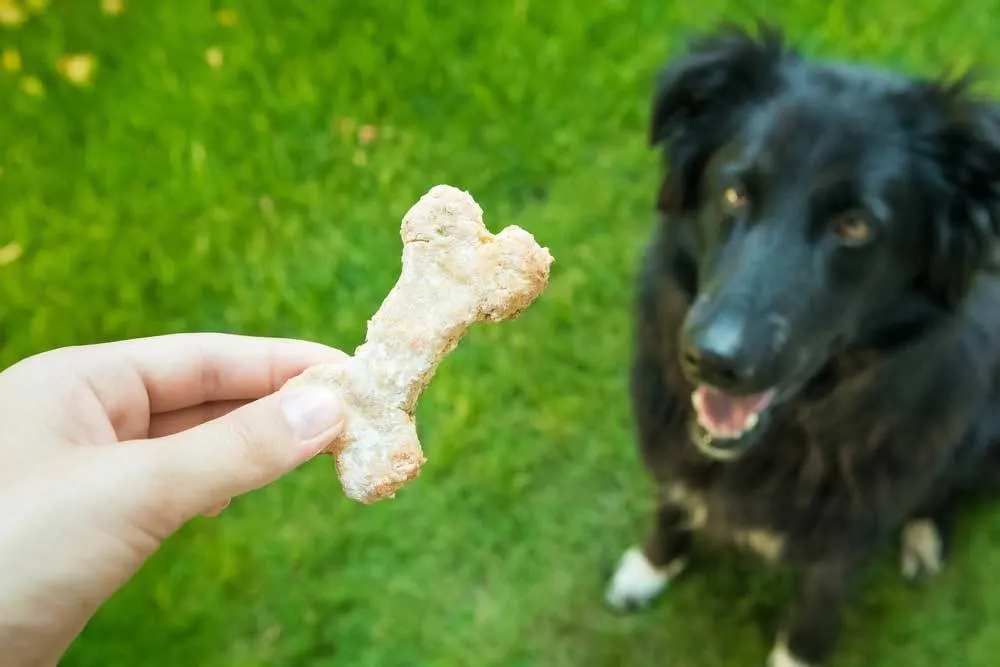 black dog sitting waiting on treat
