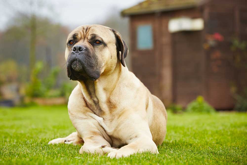 Cane Corso laying on grass in yard