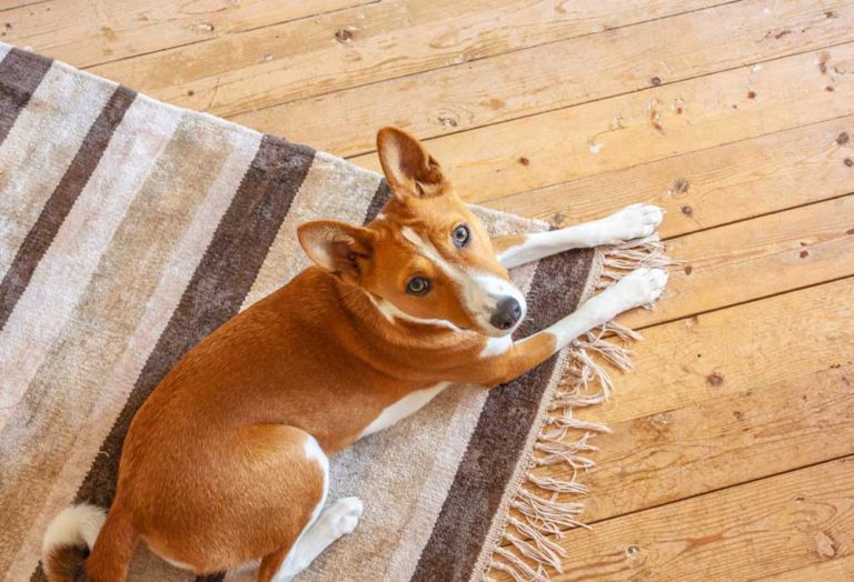 10 Dog Breeds that Tolerate Being Left Alone