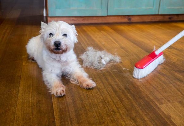 Image showcasing 11 Dog Breeds that Rarely Shed - PatchPuppy.com