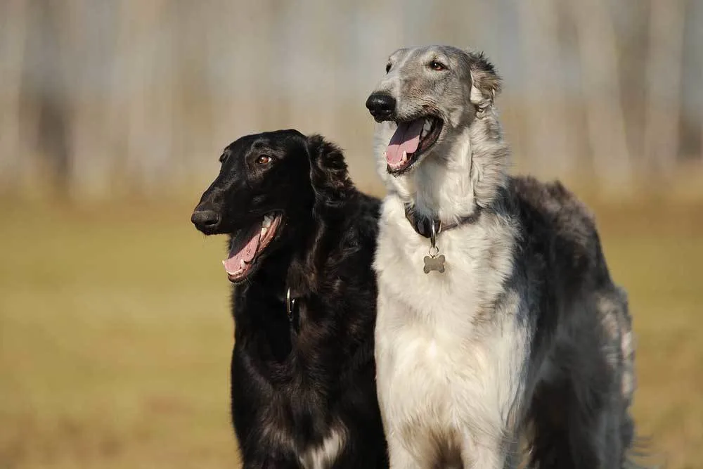 does the borzoi bark a lot