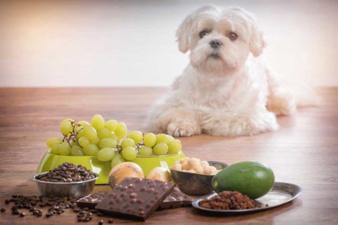 Curated visual reference: Help My Dog Ate A Raisin Photo Inspiration