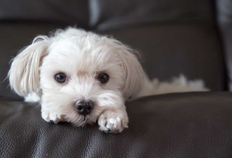 11 Dog Breeds that Rarely Shed - PatchPuppy.com