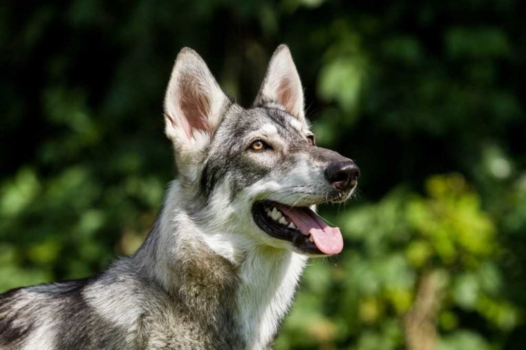 10 Dog Breeds that Resemble Wolves