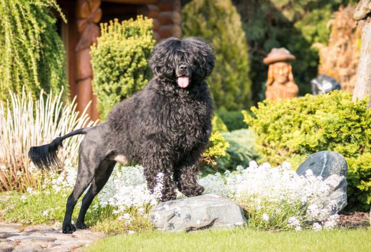 11 Dog Breeds that Rarely Shed - PatchPuppy.com